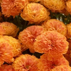 Dream a little dream of me by Ozzie Nelson || laptop sessions