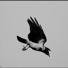 Crow