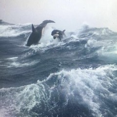 Bastion is a Killer Whale