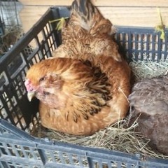 Who Broke The Lock On The Henhouse Door