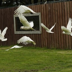 Tell You What I Love About You - North Easton Bryan Fogelman Ivan Boudreau