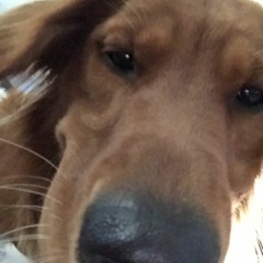 ear drips
