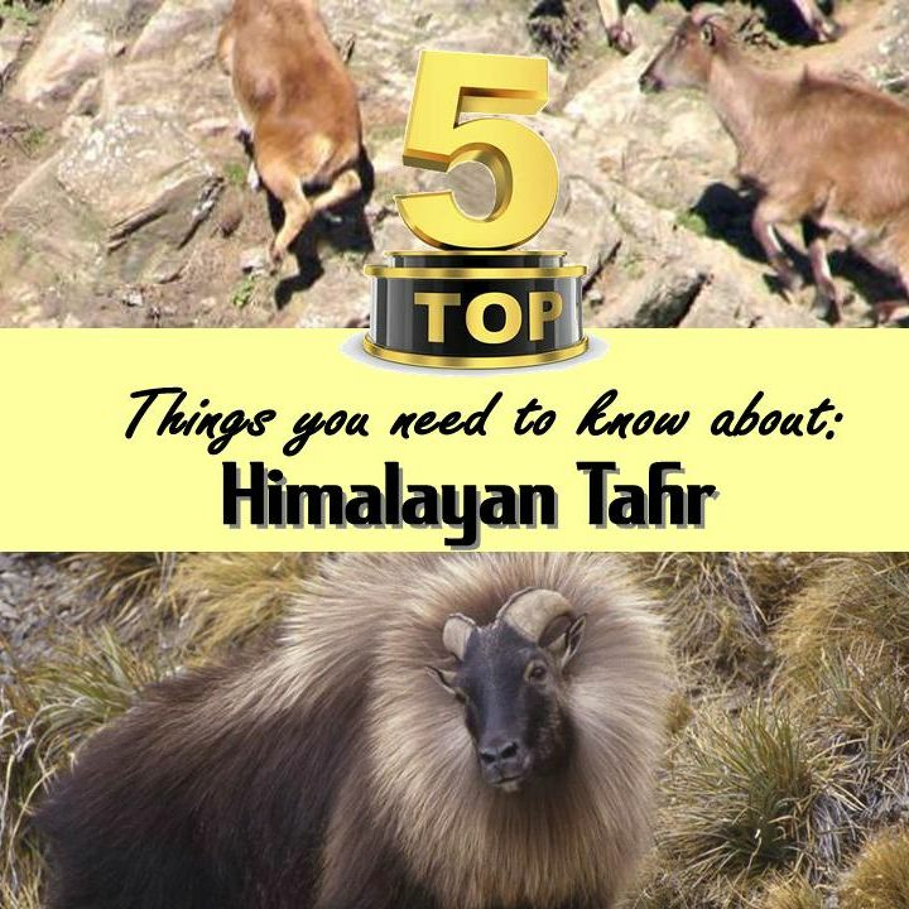 Top 5: Things to know about Himalayan Tahr