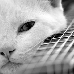 Shoegaze, dreampop & psych playlist #211*