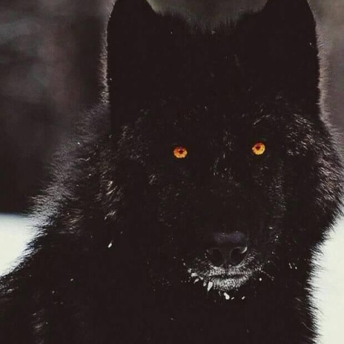 Nargaroth - Amarok - Zorn Des Lammes III (w Lyrics)