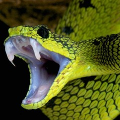 Slime(freestyle)ft. Lil Peck,Moddy,Xan,Gloso