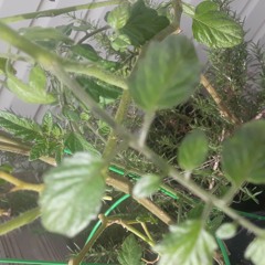 Flawless Plants (ft: Maplemood)