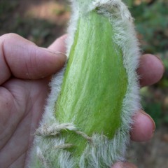 fuzzy cucumber