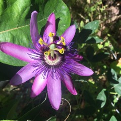 Lullaby For The Times