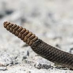 K-11 X Pill Clinton - "RATTLE" (PROD. K-11)