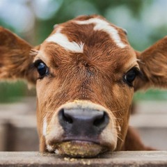 Cow Control