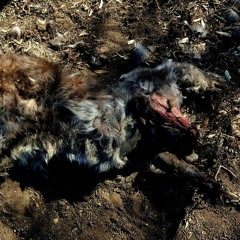 decomposing kangaroo in the eagle valley, pilliga forest