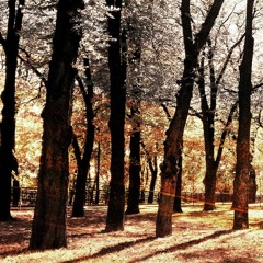 Walk In The Fall