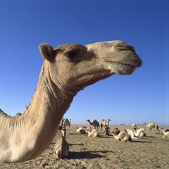 Follow The Camel