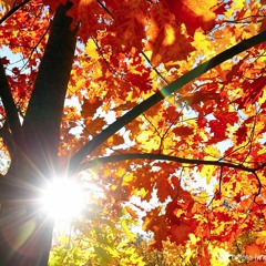 Autumn leaves