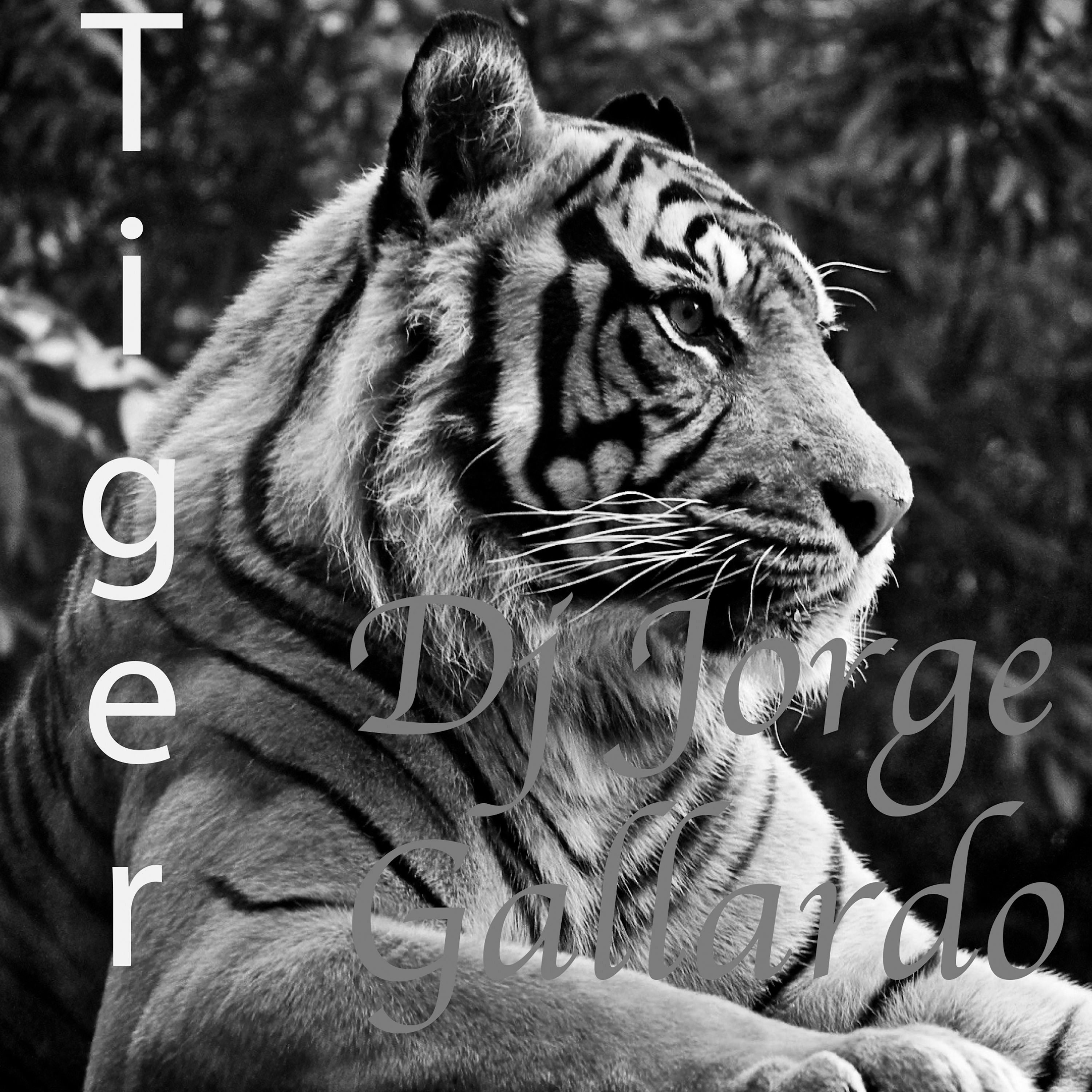 12 - Tiger (Club Mix)
