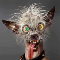 CrazyDog