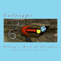 Wilson's Bird Of Paradise (Charleston Extended Mix)