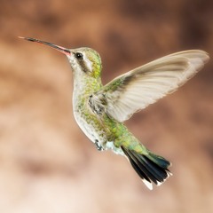 Above And Below 1 Jear VAVA