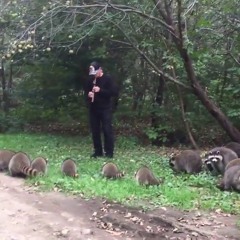 The Summoning Of The Raccoons