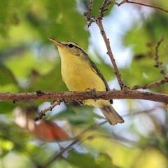 Five-note birdsong of the Rote leaf-warbler