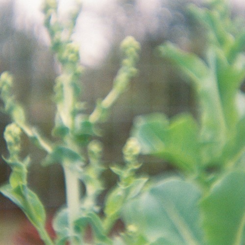 dear dairy 009: commodore