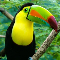 Chorlito Dorado - (x3Mashup) Lou Reed vs A Tribe c Quest vs Group Home