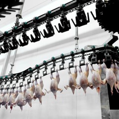 Water Pollution from Slaughterhouses