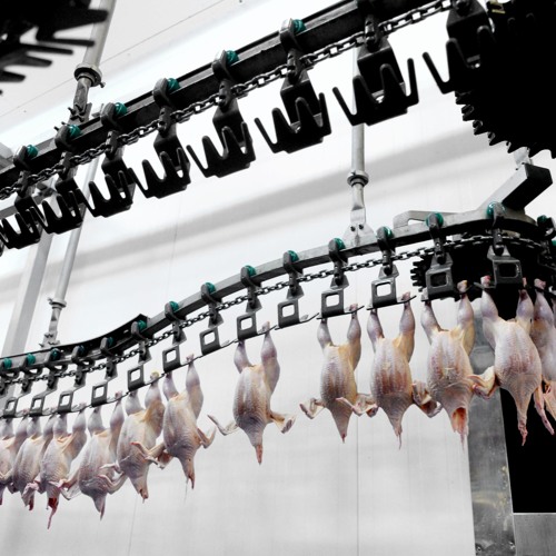 Water Pollution from Slaughterhouses