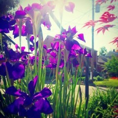irises bloom