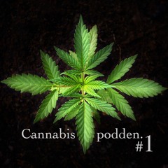 Angelo Graziano bär smeknamnet "Cannabisdoktorn"