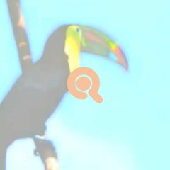 TOUCAN