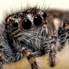 FaSt wEb bEaTs