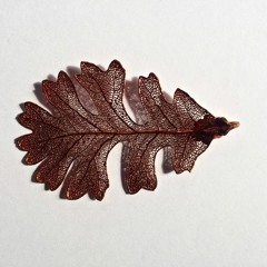 King Solo - Megan Alder