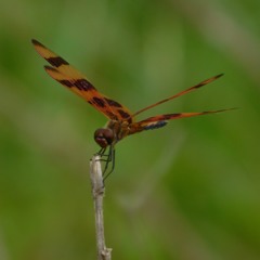 The Cambrian Explosion is a Lie