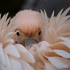 5RTg - Pelican