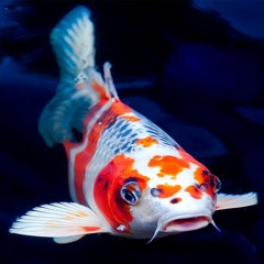 Koi