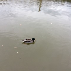 let the rain carry me away