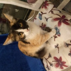 Rastaak - Mibakhshamet.mp3