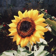 Sunflower - Shannon Purser (Cover)