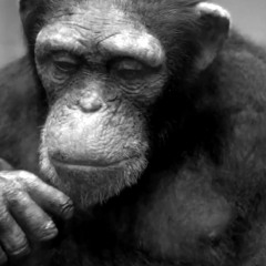 Le Miroir Aux Chimpanzés