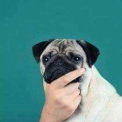 wtf let me add songs to existing playlists...???