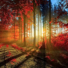 AutumN 2010 (Live 007)