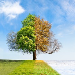 Deciduous