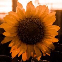 Best Friend (Rex Orange County)- Fachri Kurniawan