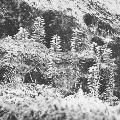 Premiere: Acronym and Korridor - Sscending