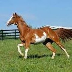 No Cock Like Horse Cock-Pepper Coyote