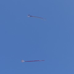 flying kites