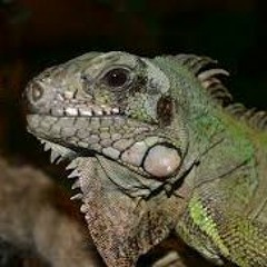 creature_demo