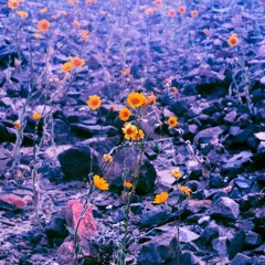 all i wanna do (beach boys)